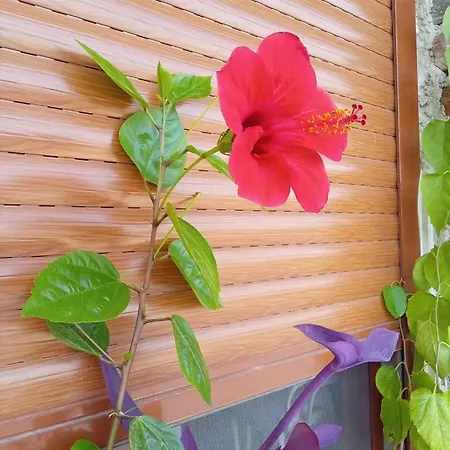 Casa vacanze Pasha *