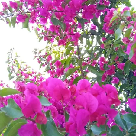 Сasa de vacaciones Pasha *